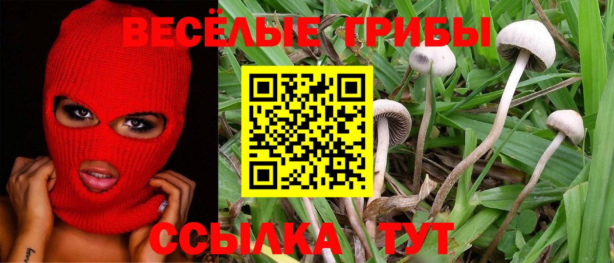 Псилоцибиновые грибы Psilocybine cubensis Саров
